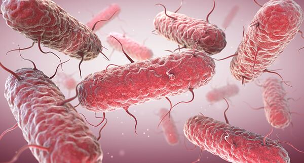 Salmonelózou sa každoročne nakazí až 10-tisíc Čechov. salmonela salmonelóza bakterie